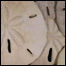 060616_list_sanddollar.jpg