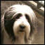 060310_list_shaggy.jpg