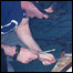 060908_LIST_download.jpg