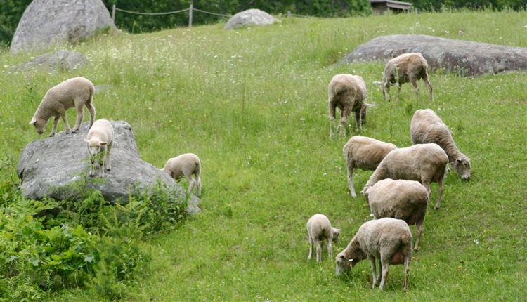 Sheep on a Hillside