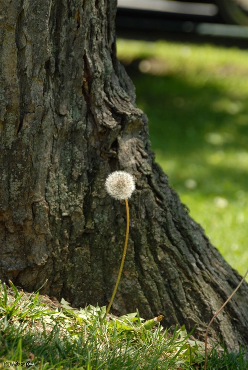 Make a wish