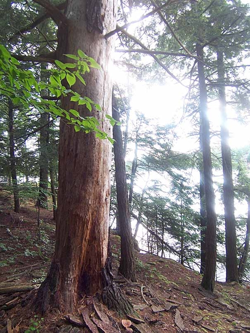 Dead tree