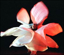 DANCE OF THE ELEMENTS: Shapes evoking the the constant, curving motion of natural forms.