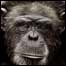 060915_list_ape2.jpg