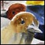 070202_list_brids