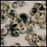 1005_euri_list
