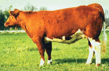 Sidebar_maineanjouCattle Sidebar_maineanjouCattle