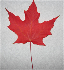 070330_inside_maple