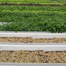 FOOD052810_green_list