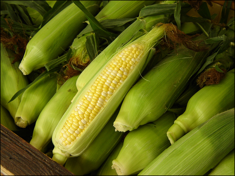 INSIDEfood_greenhouses7 INSIDEfood_greenhouses7
