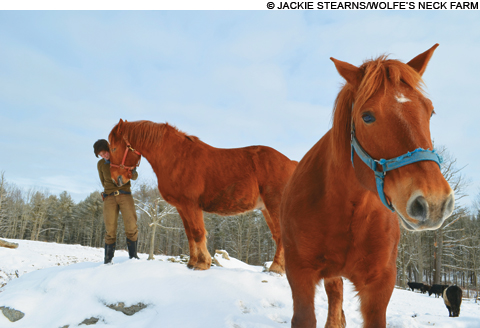 feat_farmers_draft-horses_m feat_farmers_draft-horses_m