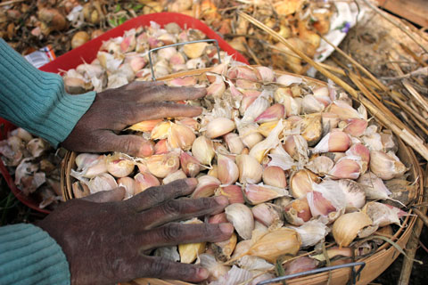 food_seynab-garlic_main food_seynab-garlic_main