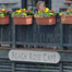beach_rose_list