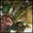 food_francine_squid_list
