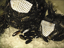 SHOWING SOME MUSSELS Bags of brawn at Harbor Fish Market.
