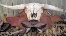 061206_inside_bull