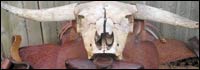 061201_side_bull