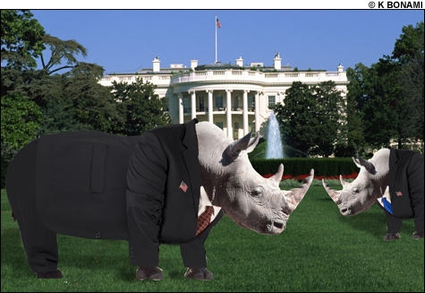 070803_rhinos_main