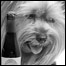 0209_dogs_list