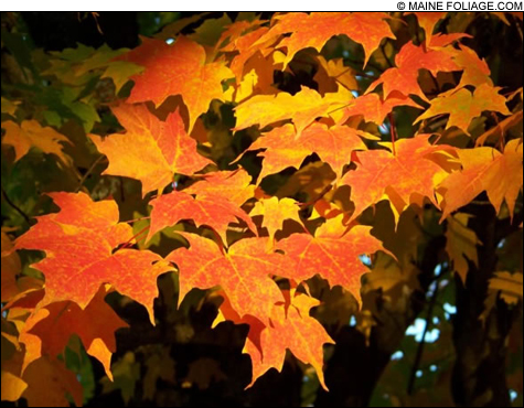 feat_fallprev_foliage_main feat_fallprev_foliage_main
