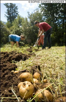 feat_farm_spuds1_digging2_S.jpg