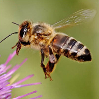beeeeeees