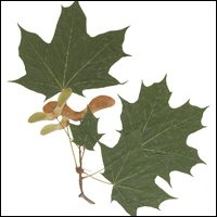 leaves