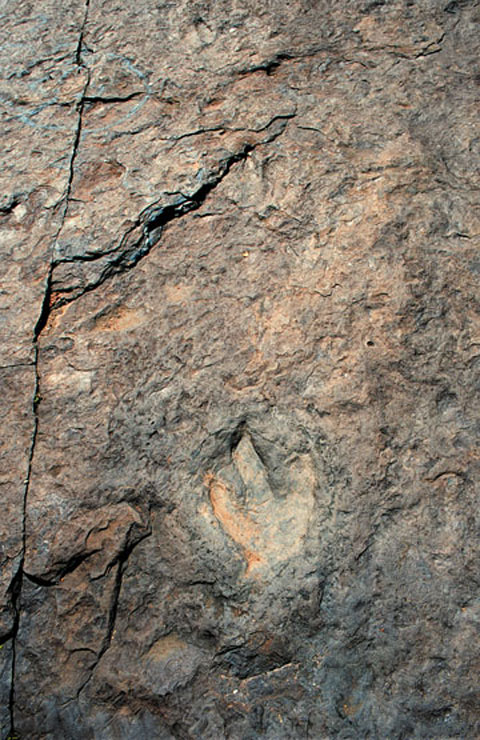 main_dino_480