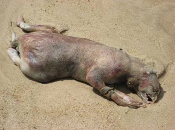 Montauk_monster