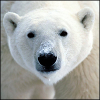 080613_bear_