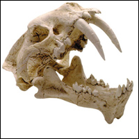 080613_skull_ 080613_skull_