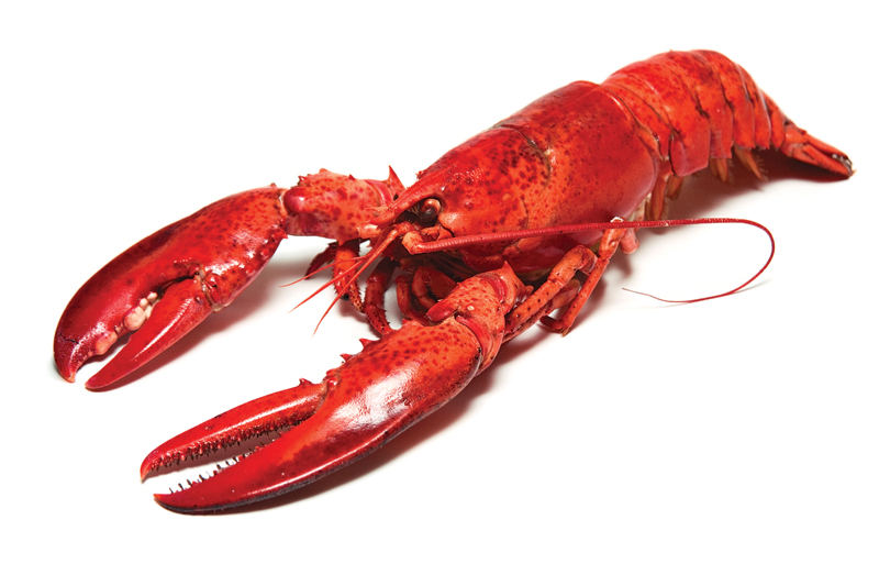 SummerDIYfood_lobster2_main