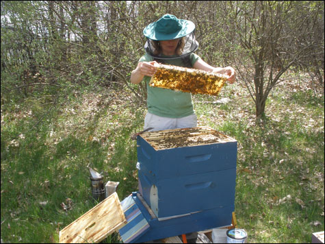 food_bees2_main food_bees2_main