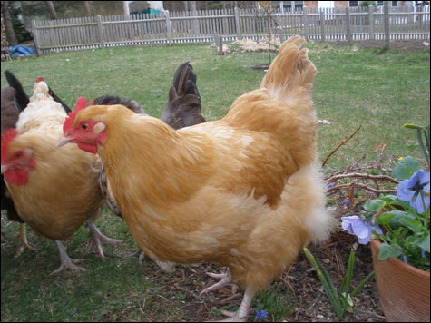 food_chickens_main food_chickens_main