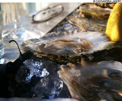 main_oysters_480 main_oysters_480