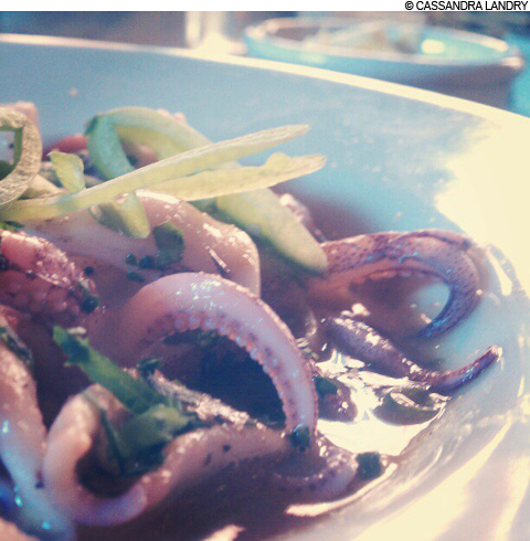 main_squid_480 main_squid_480