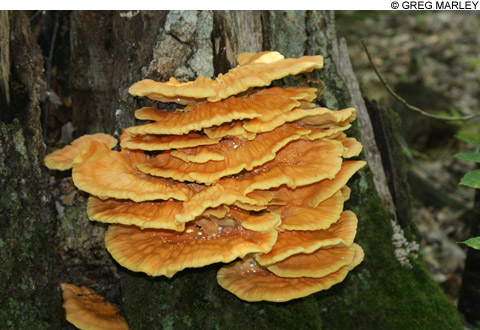 shroom_feat_chicken_480