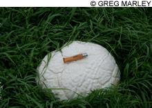 shroom_feat_giantpuffball_480 shroom_feat_giantpuffball_480