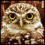 060505_list_hoot.jpg