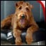 070403_list_firedog
