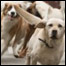 090123_dogs_list