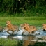 lion_t