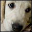 081226_marley_list