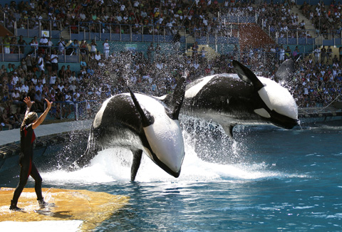 film_blackfish_main film_blackfish_main
