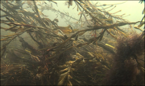 inside_film_bluegreen_Seawe inside_film_bluegreen_Seawe