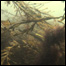 list_film_bluegreen_Seaweed