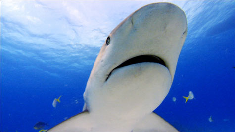 sharkinside