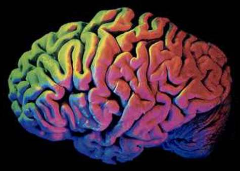 061222_inside_brain
