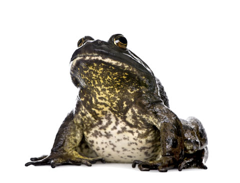 frog