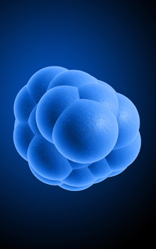 Cells_main Cells_main